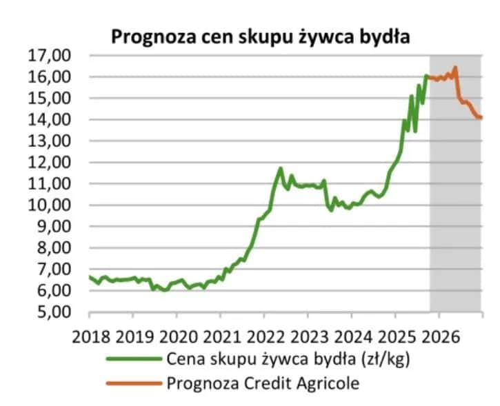 Ceny byków 2026: Ile zarobisz? Sprawdź aktualne stawki i prognozy